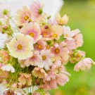 200 Seeds Apricot Lemonade Cosmos Seeds For Garden Planting Easy to Grow