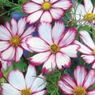 200 Seeds Candystripe Cosmos Seeds For Garden Planting Easy to Grow