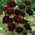 200 Seeds Chocolate Cosmos Seeds For Garden Planting Easy to Grow