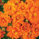 200 Seeds Cosmic Orange Cosmos Seeds For Garden Planting Easy to Grow