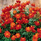 200 Seeds Cosmic Red Cosmos Seeds For Garden Planting Easy to Grow