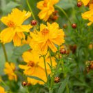 200 Seeds Cosmic Yellow Cosmos Seeds For Garden Planting Easy to Grow