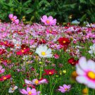 200 Seeds Crazy For Cosmos Mix Cosmos Seeds For Garden Easy to Grow