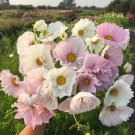 200 Seeds Cupcake Blh Cosmos Seeds For Garden Planting Easy to Grow