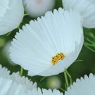 200 Seeds Cupcake White Cosmos Seeds For Garden Planting Easy to Grow