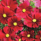 200 Seeds Dazzler Cosmos Seeds For Garden Planting Easy to Grow