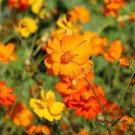 200 Seeds Diablo Cosmos Seeds For Garden Planting Easy to Grow