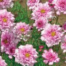200 Seeds Double Click Bicolor Rose Cosmos Seeds For Garden Easy to Grow