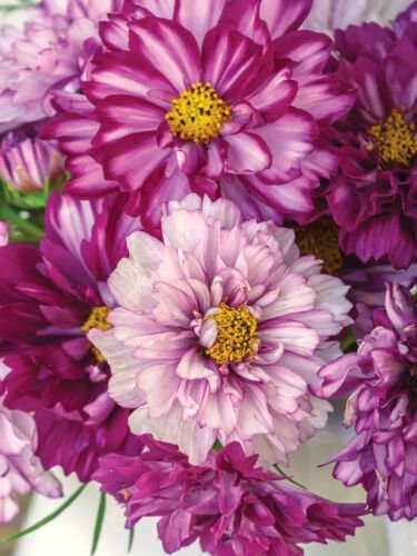 200 Seeds Double Click Bicolor Violet Cosmos Seeds For Garden Easy to Grow