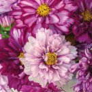 200 Seeds Double Click Bicolor Violet Cosmos Seeds For Garden Easy to Grow
