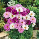 200 Seeds Double Click Mixed Cosmos Seeds For Garden Planting Easy to Grow