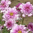 200 Seeds Double Click Rose Bon Bon Cosmos Seeds For Garden Easy to Grow