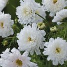 200 Seeds Double Click Snow Puff Cosmos Seeds For Garden Easy to Grow