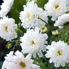 200 Seeds Double Click White Knight Cosmos Seeds For Garden Easy to Grow
