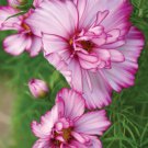 200 Seeds Double Take Cosmos Seeds For Garden Planting Easy to Grow