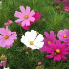 200 Seeds Dwarf Early Sensation Mix Cosmos Seeds For Garden Easy to Grow