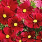 200 Seeds Gazebo Red Cosmos Seeds For Garden Planting Easy to Grow