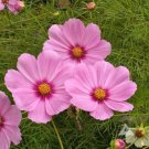 200 Seeds Gloria Cosmos Seeds For Garden Planting Easy to Grow