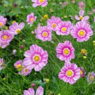 200 Seeds Happy Ring Cosmos Seeds For Garden Planting Easy to Grow