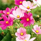 200 Seeds Hot Pink & White Mix Cosmos Seeds For Garden Easy to Grow