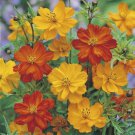 200 Seeds Ladybird Cosmos Seeds For Garden Planting Easy to Grow