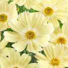 200 Seeds Lemonade Cosmos Seeds For Garden Planting Easy to Grow