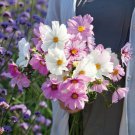 200 Seeds Pastel Mix Cosmos Seeds For Garden Planting Easy to Grow
