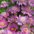 200 Seeds Pink Popsocks Cosmos Seeds For Garden Planting Easy to Grow