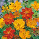 200 Seeds Polidor Mix Cosmos Seeds For Garden Planting Easy to Grow