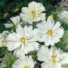 200 Seeds Psyche White Cosmos Seeds For Garden Planting Easy to Grow