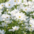 200 Seeds Purity Cosmos Seeds For Garden Planting Easy to Grow