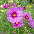 200 Seeds Radiance Cosmos Seeds For Garden Planting Easy to Grow