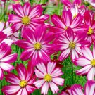 200 Seeds Red Stripe Cosmos Seeds For Garden Planting Easy to Grow