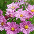 200 Seeds Rosetta Cosmos Seeds For Garden Planting Easy to Grow