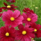 200 Seeds Rubenza Cosmos Seeds For Garden Planting Easy to Grow