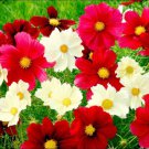 200 Seeds Rubies Sunshine Mix Cosmos Seeds For Garden Planting Easy to Grow