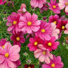 200 Seeds Rubinato Cosmos Seeds For Garden Planting Easy to Grow