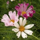 200 Seeds Seashells Mix Cosmos Seeds For Garden Planting Easy to Grow