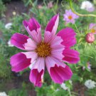 200 Seeds Seashells Cosmos Seeds For Garden Planting Easy to Grow
