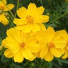 200 Seeds Sulphur Gold Cosmos Seeds For Garden Planting Easy to Grow