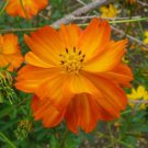 200 Seeds Sulphur Orange Cosmos Seeds For Garden Planting Easy to Grow