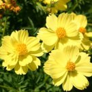200 Seeds Sulphur Yellow Cosmos Seeds For Garden Planting Easy to Grow