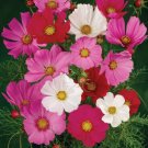 200 Seeds Sensation Mix Cosmos Seeds For Garden Planting Easy to Grow