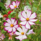 200 Seeds Sensation Picotee Cosmos Seeds For Garden Planting Easy to Grow