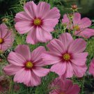 200 Seeds Sensation Pinkie Cosmos Seeds For Garden Planting Easy to Grow
