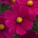 200 Seeds Sonata Carmine Cosmos Seeds For Garden Planting Easy to Grow