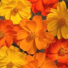 200 Seeds Sulphur Bright Lights Cosmos Seeds For Garden Easy to Grow