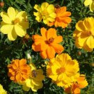 200 Seeds Sulphur Carpet Mix Cosmos Seeds For Garden Planting Easy to Grow