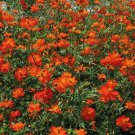 200 Seeds Tango Cosmos Seeds For Garden Planting Easy to Grow