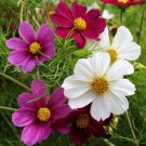 200 Seeds Versailles Tetra Mix Cosmos Seeds For Garden Easy to Grow